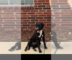 Small #1 Labrador Retriever-Mountain Cur Mix