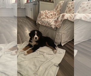 Bernese Mountain Dog Puppy for sale in LINCOLN, VT, USA