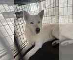 Small #8 Siberian Husky Mix