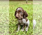 Puppy Yellow Brittany