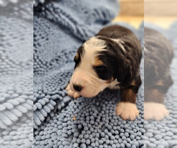 Medium Photo #4 Bernedoodle Puppy For Sale in NASHVILLE, TN, USA