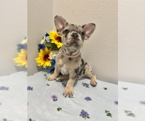 Medium Photo #3 French Bulldog Puppy For Sale in VALRICO, FL, USA