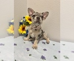 Small #2 French Bulldog