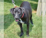 Small #3 American Staffordshire Terrier Mix
