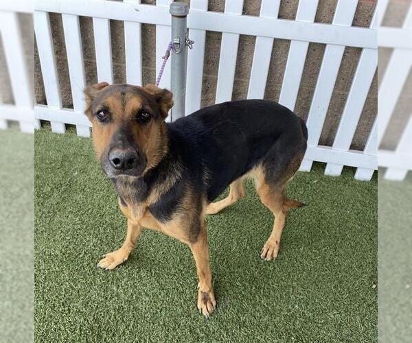 Medium Photo #1 Doberman Pinscher-German Shepherd Dog Mix Puppy For Sale in Modesto, CA, USA