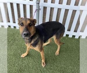 Doberman Pinscher-German Shepherd Dog Mix Dogs for adoption in Modesto, CA, USA