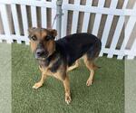 Small Doberman Pinscher-German Shepherd Dog Mix