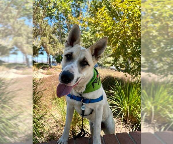 Medium Photo #3 German Shepherd Dog-Siberian Husky Mix Puppy For Sale in Santa Maria, CA, USA