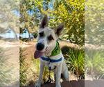 Small #2 German Shepherd Dog-Siberian Husky Mix