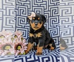 Small Rottweiler