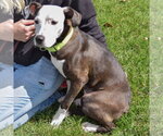 Small Photo #3 American Staffordshire Terrier-Pointer Mix Puppy For Sale in Huntley, IL, USA