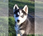 Small Photo #5 Siberian Husky Puppy For Sale in STEVENS, PA, USA
