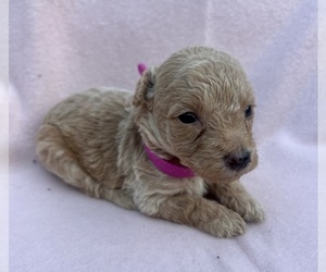 Poodle (Toy) Puppy for sale in ANNISTON, AL, USA