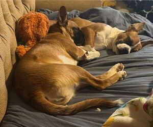 Hope - ADOPTION PENDING!! - Female Boxer-Unknown Mix Dog for Adoption - Photo #3