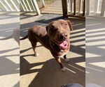 Small #1 Labrador Retriever