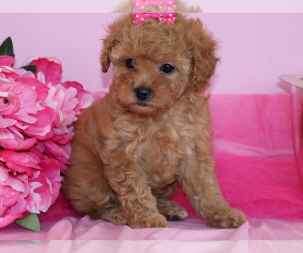 Medium Photo #4 Poodle (Toy) Puppy For Sale in GIRARD, KS, USA
