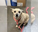 Small #12 Pembroke Welsh Corgi Mix