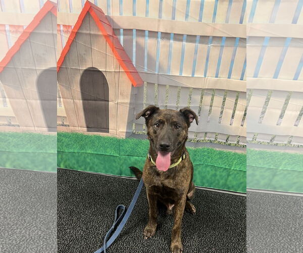 Medium Photo #3 Black Mouth Cur-Holland Shepherd Mix Puppy For Sale in Euless, TX, USA