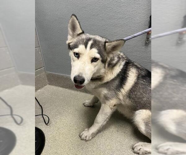 Medium Photo #1 Siberian Husky-Unknown Mix Puppy For Sale in Las Vegas, NV, USA