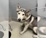 Small Siberian Husky Mix