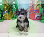 Small Photo #2 Morkie Puppy For Sale in LAS VEGAS, NV, USA