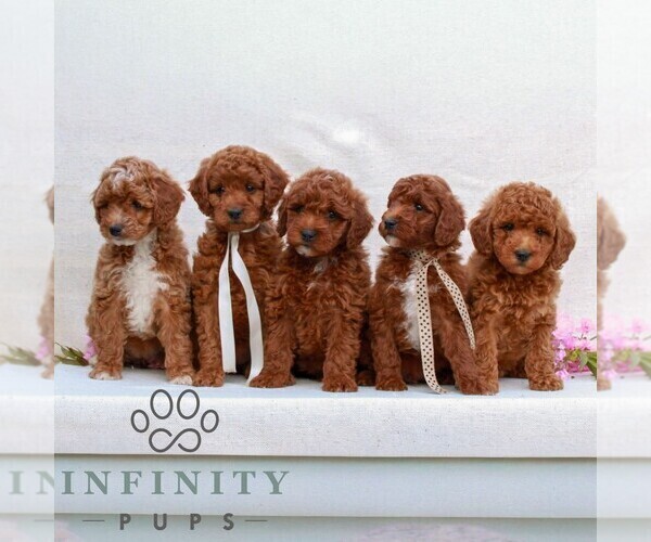 Medium Photo #2 Irish Doodle (Miniature) Puppy For Sale in NEWMANSTOWN, PA, USA
