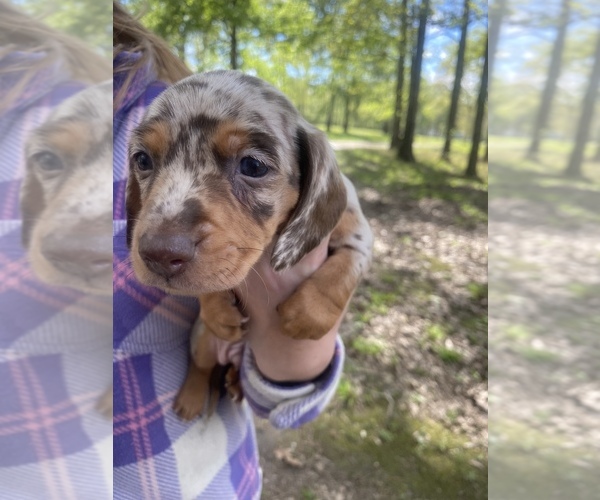 Medium Photo #7 Dachshund Puppy For Sale in DENHAM SPRINGS, LA, USA