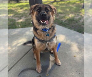 German Shepherd Dog-Unknown Mix Dogs for adoption in Boston, MA, USA