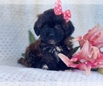 Small Photo #2 Shih-Poo Puppy For Sale in LAKELAND, FL, USA