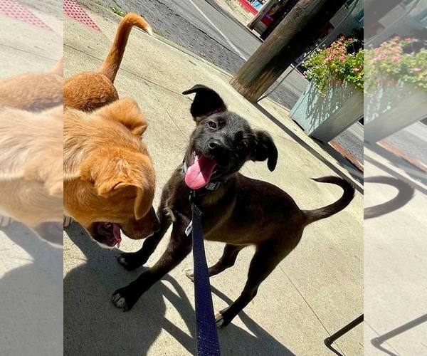 Medium Photo #1 Mutt Puppy For Sale in Germantown, OH, USA