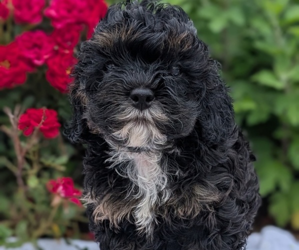 Medium Photo #4 Cock-A-Poo Puppy For Sale in GOSHEN, IN, USA