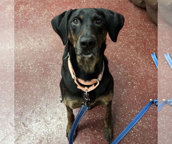 Medium Photo #6 Mutt Puppy For Sale in Fargo, ND, USA