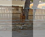Small Photo #1 Cane Corso Puppy For Sale in PORTLAND, OR, USA