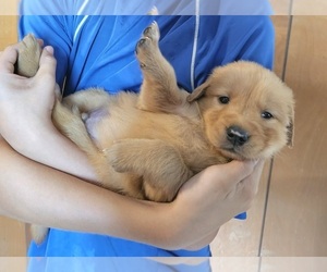 Golden Retriever Puppy for Sale in SALISBURY, North Carolina USA