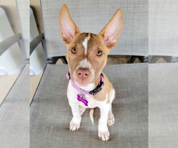 Medium Photo #2 American Staffordshire Terrier-Unknown Mix Puppy For Sale in Corona, CA, USA