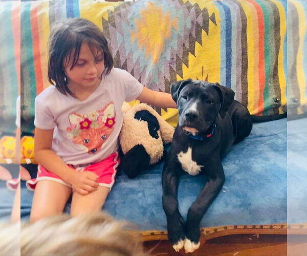 Medium Photo #3 Boxer Puppy For Sale in FRAMINGHAM, MA, USA
