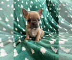 Puppy Angel French Bulldog
