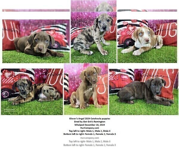 Medium Photo #3 Catahoula Leopard Dog Puppy For Sale in CUMBY, TX, USA
