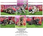 Small #2 Catahoula Leopard Dog