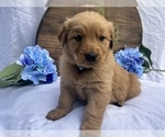 Small #2 Golden Retriever