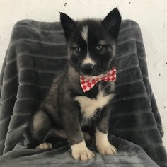 Siberian Husky Puppy for sale in EAST EARL, PA, USA