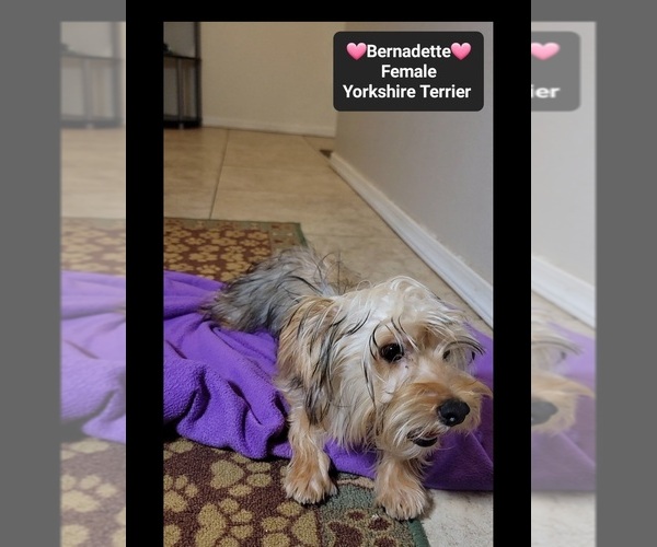Medium Photo #3 Yorkshire Terrier Puppy For Sale in TUCSON, AZ, USA