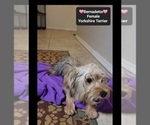 Small #2 Yorkshire Terrier