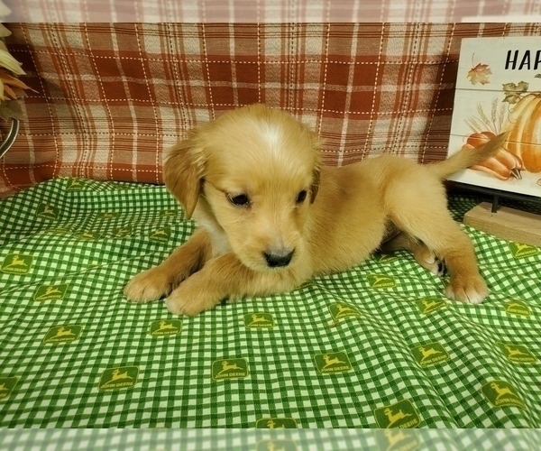 Medium Photo #3 Golden Retriever Puppy For Sale in FALCON, CO, USA