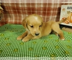 Small #2 Golden Retriever
