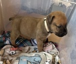 Puppy Puppy 4 Boerboel