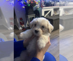 Small #3 Maltese Mix