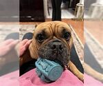 Small #2 Free-Lance Bulldog