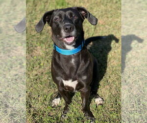 Mutt Dogs for adoption in Virginia Beach, VA, USA
