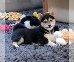Small Photo #4 Shiba Inu Puppy For Sale in MANITO, IL, USA